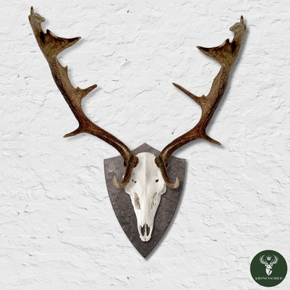 Trophäenschild Dammhirsch