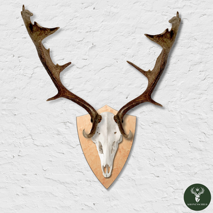 Trophäenschild Dammhirsch