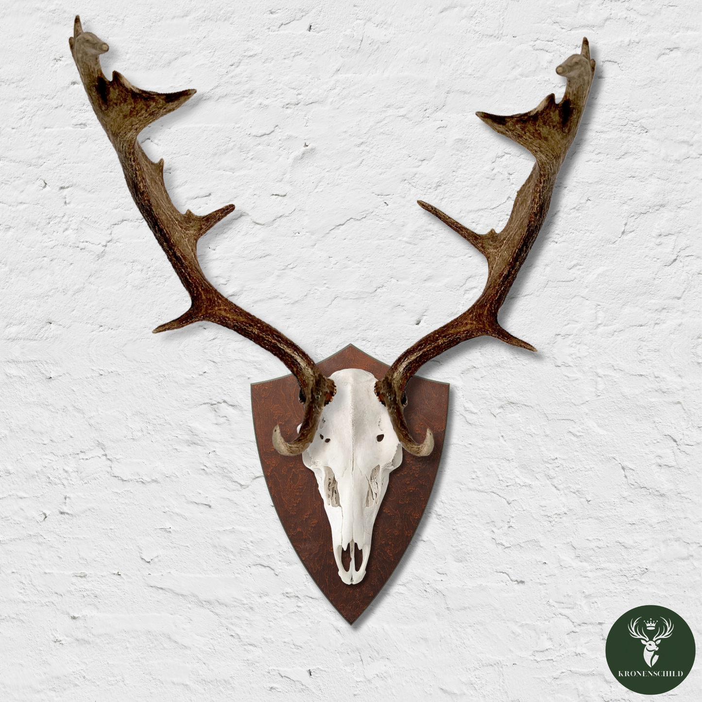 Trophäenschild Dammhirsch
